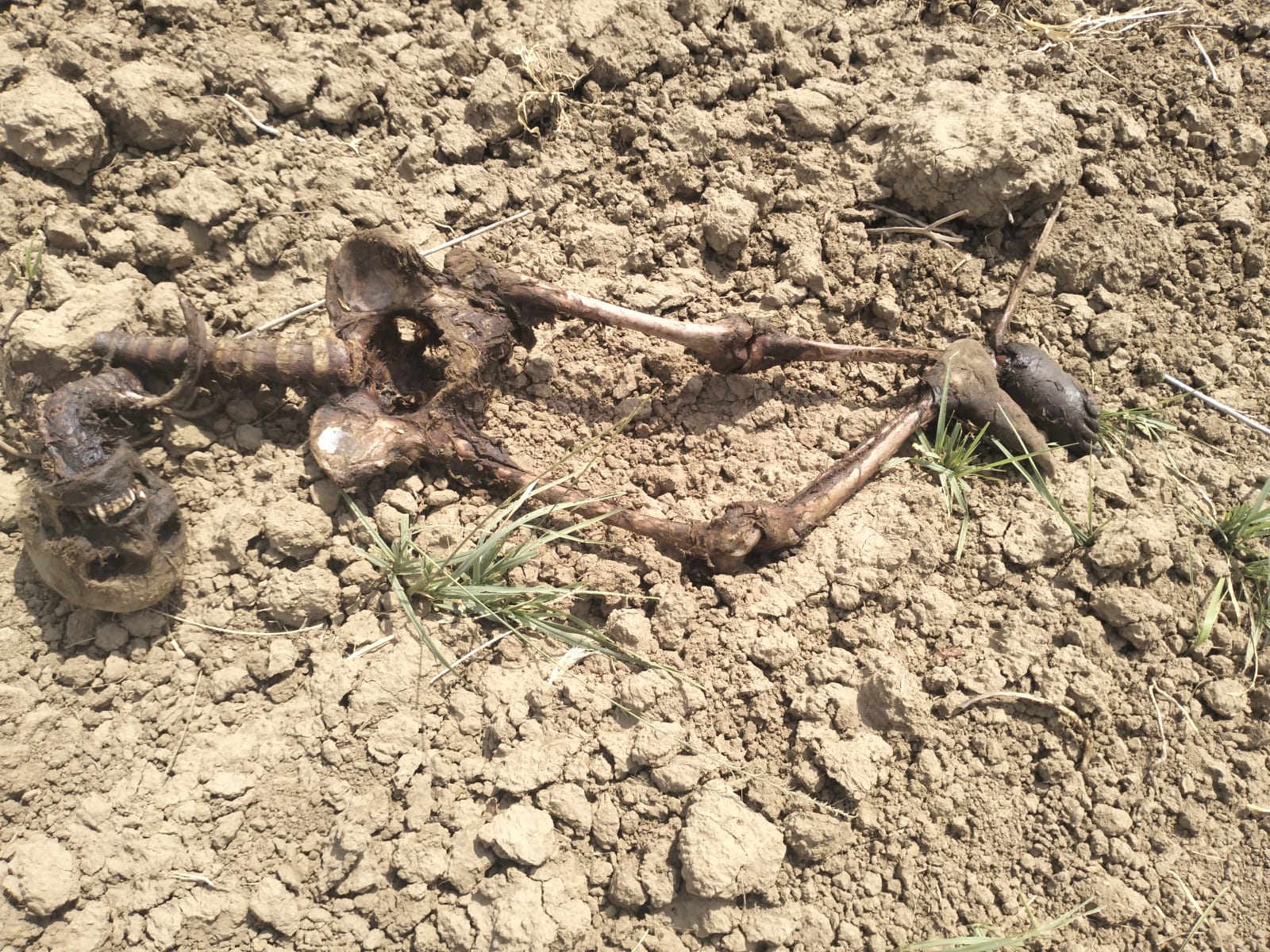 विंध्याचल में आज एक नर कंकाल मिला, तहकीकात, पुलिस जांच जारी