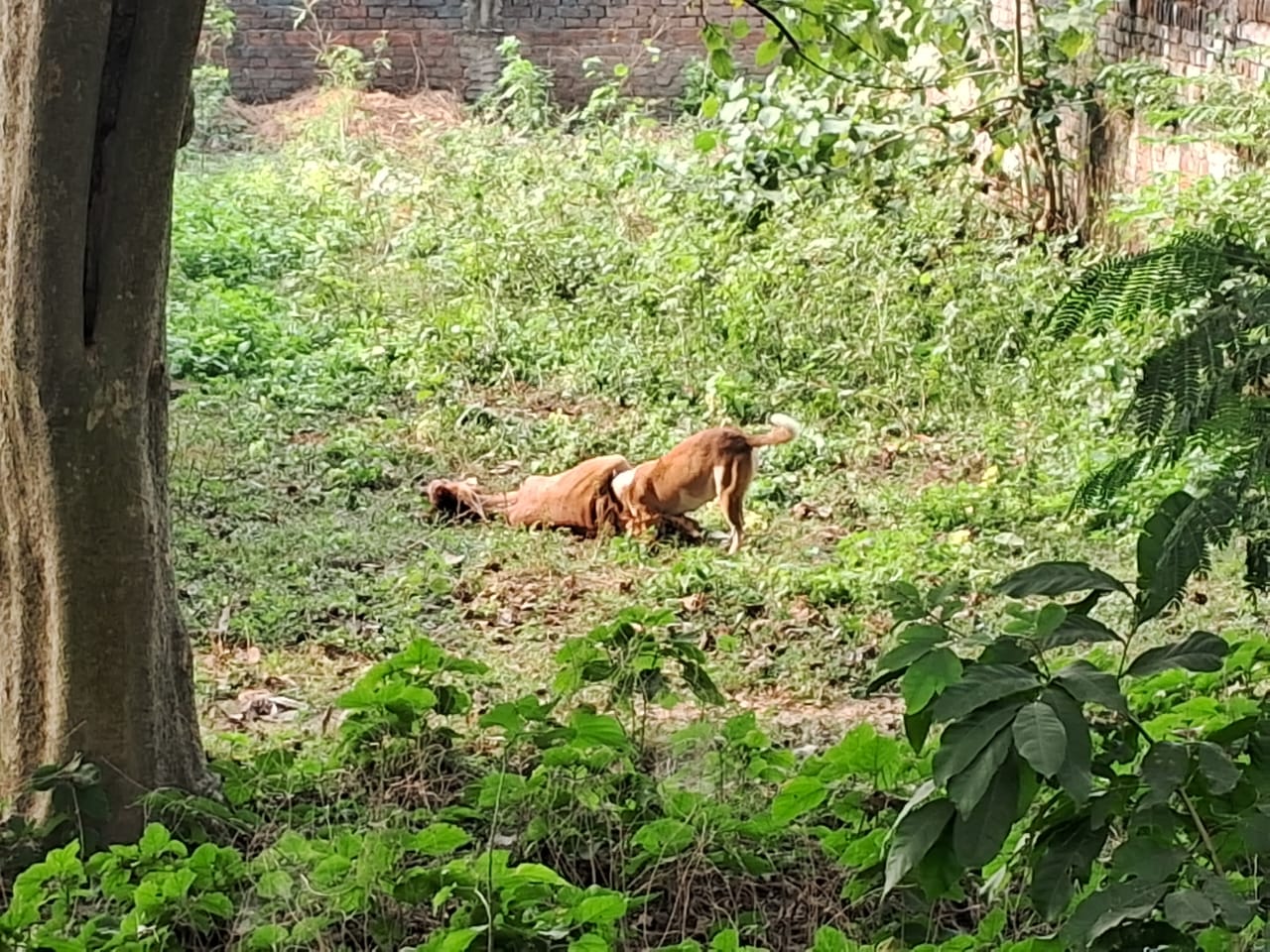 मंदिर परिसर के पास मृत गोवंश को नोंच रहे कुत्ते।