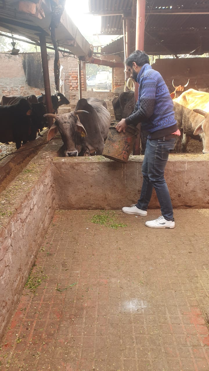 मानवता संगठन की ओर से गाय पर एक अनूठी पहल