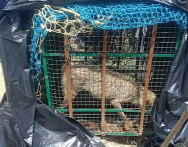 बहराइच में पकड़ा गया चौथा आदमखोर भेड़िया,तीन पकड़े जा चुके हैं पहले