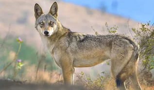 खाट पर सो रही सास की आदमखोर भेड़िए ने दबोची गर्दन,बहू के शोर मचाने पर भागा